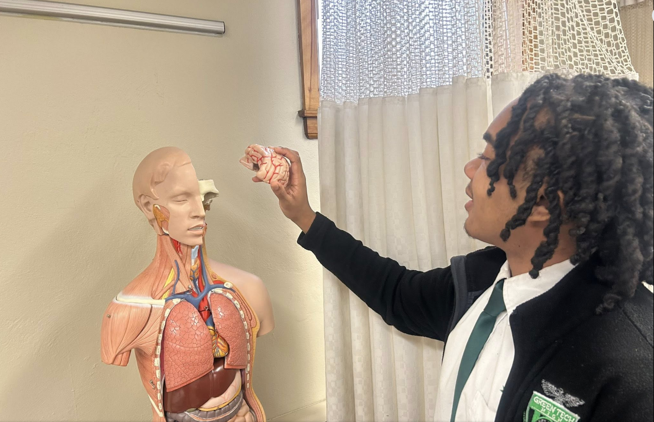 Green Tech High student exploring a human anatomy model in a science lab